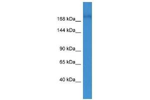 Western Blotting (WB) image for anti-Glucocorticoid Receptor DNA Binding Factor 1 (GRLF1) (N-Term) antibody (ABIN927510)