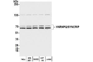 Western Blotting (WB) image for anti-Synaptotagmin Binding, Cytoplasmic RNA Interacting Protein (SYNCRIP) (AA 1-50) antibody (ABIN7452662)