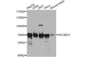 Western blot analysis of extracts of various cell lines, using IGF2BP3 antibody. (IGF2BP3 抗体)