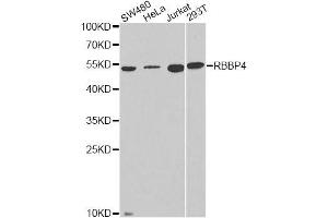 Western blot analysis of extracts of various cell lines, using RBBP4 antibody. (Retinoblastoma Binding Protein 4 抗体  (AA 1-425))