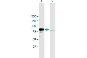 Western Blot analysis of EWSR1 expression in transfected 293T cell line by EWSR1 MaxPab polyclonal antibody. (EWSR1 抗体  (AA 1-656))