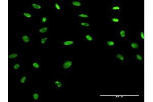 Immunofluorescence of purified MaxPab antibody to APEX1 on HeLa cell. (APEX1 抗体  (AA 1-318))