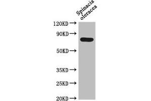 Western Blot Positive WB detected in: Spinacia oleracea leaf tissue All lanes: DEG15 antibody at 1:1000 Secondary Goat polyclonal to rabbit IgG at 1/50000 dilution Predicted band size: 77 kDa Observed band size: 77 kDa (DEG15 抗体  (AA 572-709))