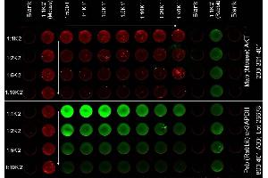 ELISA image for anti-AKT 1/2/3 antibody (ABIN349616)