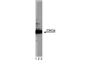 Western blot analysis of GST-pi on a HeLa cell lysate (Human cervical epitheloid carcinoma, ATCC CCL-2. (GSTP1 抗体  (AA 5-210))