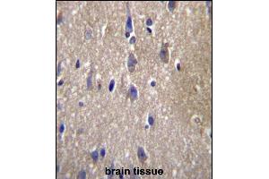 CPN2 Antibody (N-term) (ABIN657122 and ABIN2846266) immunohistochemistry analysis in formalin fixed and paraffin embedded human brain tissue followed by peroxidase conjugation of the secondary antibody and DAB staining. (CPN2 抗体  (N-Term))