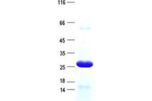 Western Blotting (WB) image for Tripartite Motif Containing 40 (TRIM40) protein (His tag) (ABIN5505792)