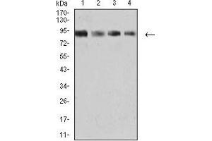 Western blot analysis using KDM1A mouse mAb against K562 (1), SW480 (2), Jurkat (3), and Hela (4) cell lysate. (LSD1 抗体  (AA 55-263))
