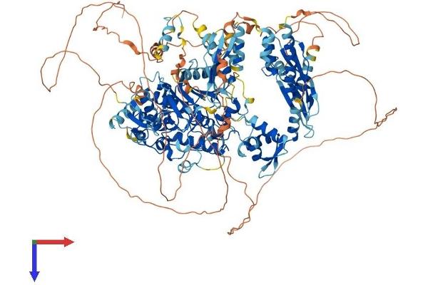 ADAR Protein (AA 1-1226) (His tag)