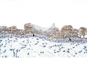 Immunohistochemical staining (Formalin-fixed paraffin-embedded sections) of human skin with DAZ2 polyclonal antibody  at 4-8 ug/mL working concentration. (DAZ2 抗体  (N-Term))