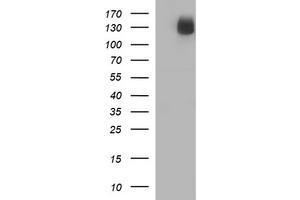 Image no. 2 for anti-CD163 (CD163) antibody (ABIN1497175) (CD163 抗体)