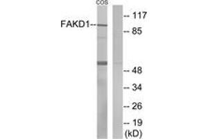 Western blot analysis of extracts from COS7 cells, using FAKD1 Antibody. (FASTKD1 抗体  (AA 561-610))