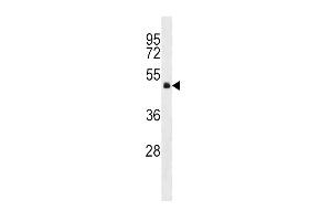 anti-Guanine Nucleotide Binding Protein (G Protein), alpha 13 (GNA13) (AA 184-212) antibody