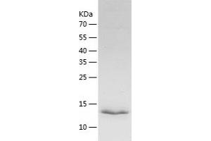 Western Blotting (WB) image for Interleukin 25 (IL25) (AA 1-153) protein (His tag) (ABIN7123580) (IL-25 Protein (AA 1-153) (His tag))
