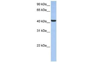 Western Blotting (WB) image for anti-beta-1,3-N-Acetylglucosaminyltransferase 7 (B3GNT7) antibody (ABIN2459256) (B3GNT7 抗体)