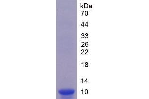 SDS-PAGE analysis of Mouse GDF10 Protein. (GDF10 蛋白)