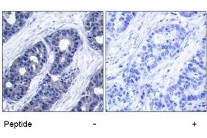 Image no. 1 for anti-Insulin Receptor Substrate 1 (IRS1) (Ser636) antibody (ABIN197467) (IRS1 抗体  (Ser636))