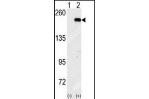 Western blot analysis of GCN2 (arrow) using GCN2 Antibody (N-term G11) (ABIN391197 and ABIN2841284). (GCN2 抗体  (N-Term))