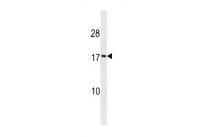Western blot analysis in HepG2 cell line lysates (35ug/lane). (SEC11A 抗体  (AA 95-123))