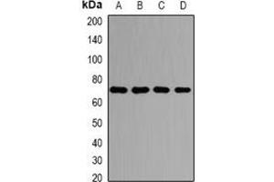 Western blot analysis of PRMT5 expression in HepG2 (A), Hela (B), NIH3T3 (C), PC12 (D) whole cell lysates. (PRMT5 抗体)