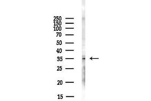 anti-Transcription Factor MafB (MAFB) (C-Term) antibody