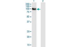 Western Blot analysis of SAFB2 expression in transfected 293T cell line by SAFB2 monoclonal antibody (M01), clone 4H3. (SAFB2 抗体  (AA 103-199))