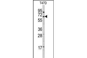 Western Blotting (WB) image for anti-Cytochrome P450, Family 4, Subfamily X, Polypeptide 1 (CYP4X1) (AA 157-183), (N-Term) antibody (ABIN392369)