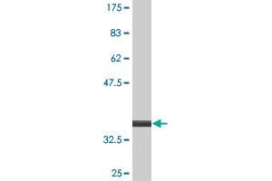 Western Blot detection against Immunogen (34. (MDFI 抗体  (AA 33-110))