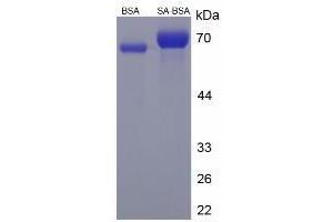 Image no. 1 for Sialic Acid (SA) protein (BSA) (ABIN1880158) (Sialic Acid Protein (SA) (BSA))