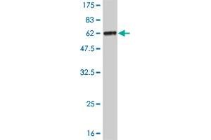 Western Blot detection against Immunogen (51.