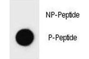 Dot blot analysis of phospho-ErbB2 antibody. (ErbB2/Her2 抗体  (pTyr1140))