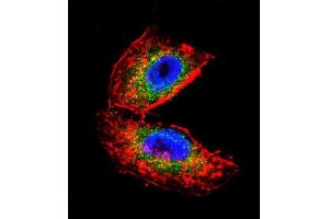 Confocal immunofluorescent analysis of ACHE Antibody (N-term) (ABIN392325 and ABIN2841973) with NCI- cell followed by Alexa Fluor 488-conjugated goat anti-rabbit lgG (green). (Acetylcholinesterase 抗体  (N-Term))