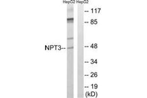 Western Blotting (WB) image for anti-Solute Carrier Family 17 (Anion/Sugar Transporter), Member 2 (SLC17A2) (AA 213-262) antibody (ABIN2890650) (SLC17A2 抗体  (AA 213-262))