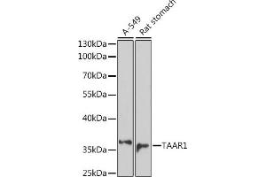 Western blot analysis of extracts of various cell lines, using T antibody (ABIN7270868) at 1:1000 dilution. (TAAR1 抗体  (AA 100-200))