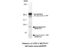 Image no. 1 for anti-Lysyl Oxidase Pro-Peptide (LOPP) (AA 78-115), (Internal Region) antibody (ABIN363571)