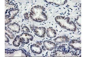 Image no. 1 for anti-Phenylethanolamine N-Methyltransferase (PNMT) antibody (ABIN1500314) (PNMT 抗体)