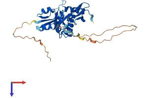Ribonuclease H1 Protein (RNASEH1) (AA 1-286) (His tag)