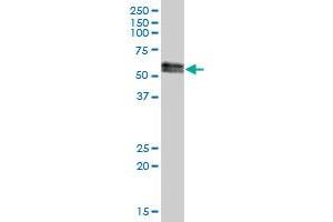 SUOX MaxPab polyclonal antibody. (SUOX 抗体  (AA 1-488))