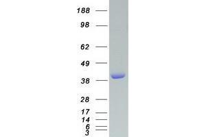 Validation with Western Blot