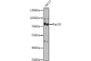 Western blot analysis of extracts of MCF7 cells, using Rad18 Rabbit pAb (ABIN6128610, ABIN6146629, ABIN6146631 and ABIN6221026) at 1:1000 dilution. (RAD18 抗体  (AA 216-495))