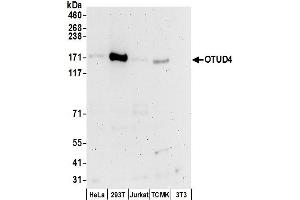 Western Blotting (WB) image for anti-OTU Domain Containing 4 (OTUD4) (AA 1063-1113) antibody (ABIN7450529)