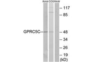 Western Blotting (WB) image for anti-G Protein-Coupled Receptor, Family C, Group 5, Member C (GPRC5C) (AA 51-100) antibody (ABIN2890863)