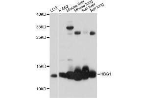 Western blot analysis of extracts of various cell lines, using HBG1 antibody (ABIN6293008) at 1:1000 dilution. (HBG1 抗体)