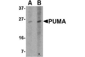 Western Blotting (WB) image for anti-BCL2 Binding Component 3 (BBC3) (AA 76-170) antibody (ABIN492520) (PUMA 抗体  (AA 76-170))