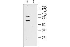 Western blot analysis of rat brain lysate: - 1.