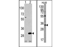 Image no. 2 for anti-Ubiquitin Domain Containing 1 (UBTD1) (C-Term) antibody (ABIN356630) (UBTD1 抗体  (C-Term))