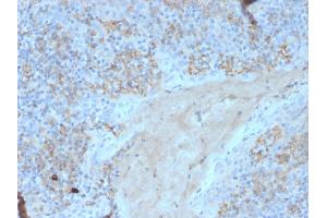 Formalin-fixed, paraffin-embedded human tonsil stained with CD95 Mouse Monoclonal Antibody (FAS/3588). (FAS 抗体  (AA 26-96))