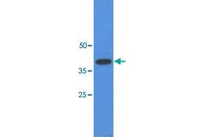 Western blot analysis of A-549 cell lysate (40 ug) by using TP53I3 monoclonal antibody, clone AT1C9  (1:3000). (TP53I3 抗体  (AA 1-332))