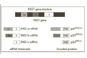 Image no. 1 for anti-Inhibitor of Growth Family, Member 1 (ING1) (AA 285-296) antibody (ABIN118055) (ING1 抗体  (AA 285-296))