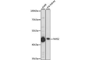 Western blot analysis of extracts of various cell lines, using F antibody (ABIN7269265) at 1:1000 dilution. (FARS2 抗体  (AA 1-250))